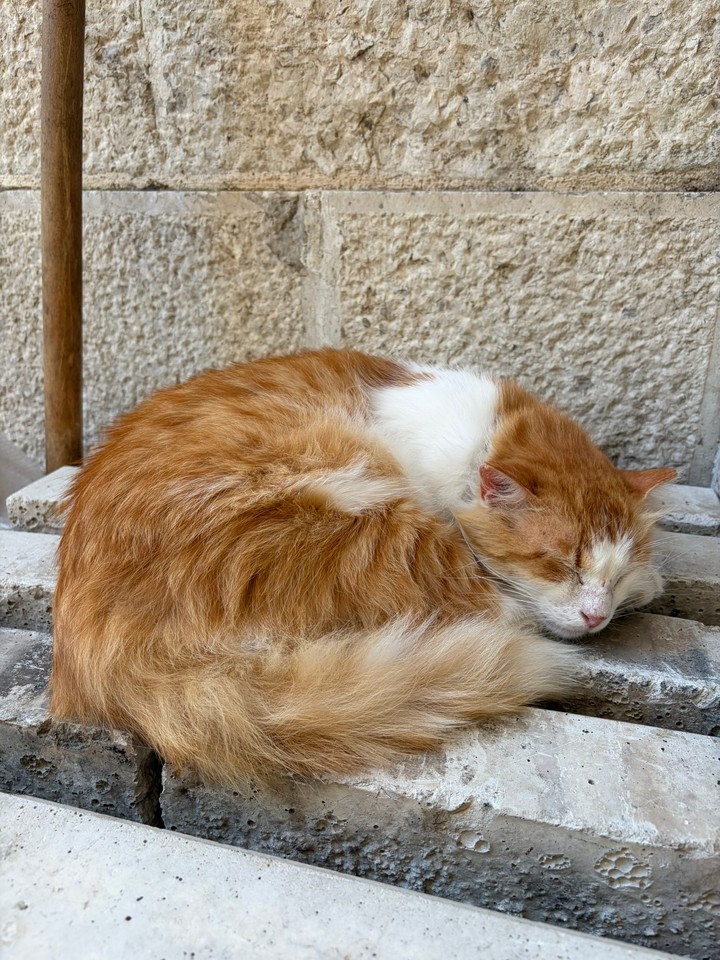 Čierna Hora - Kotor 